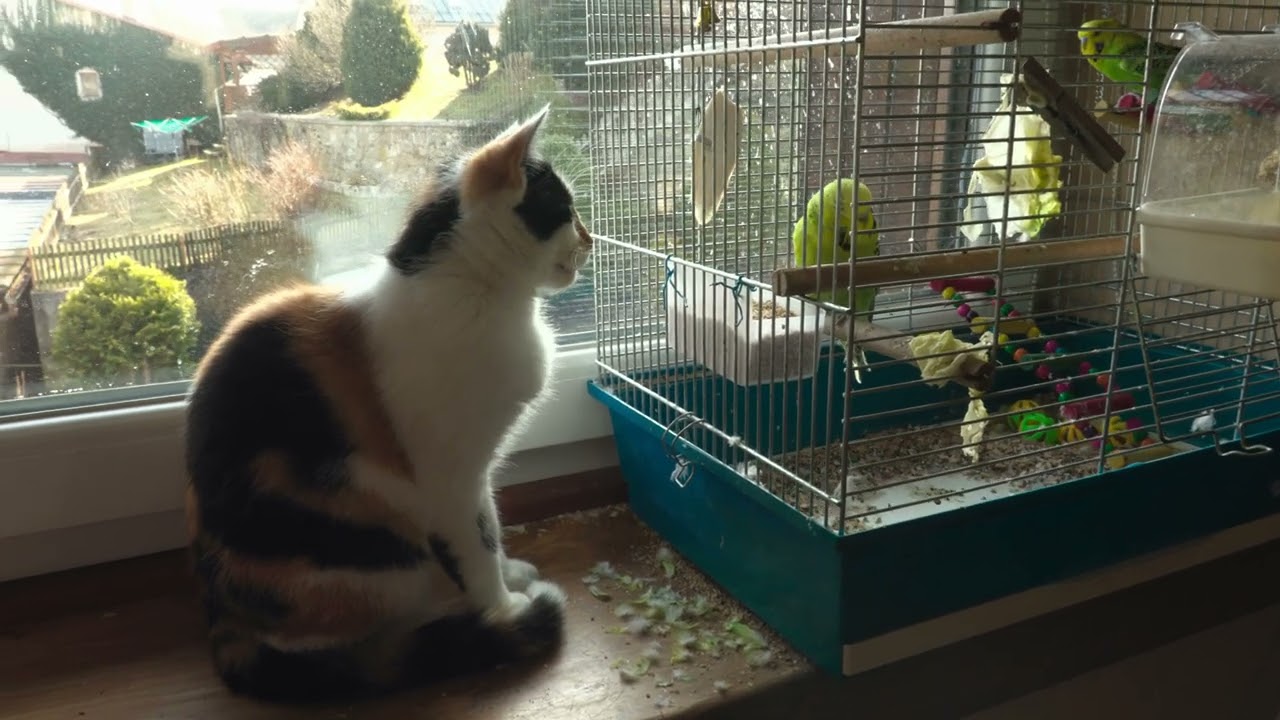 Kočka se nemůže dočkat ptáků