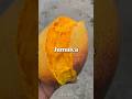 Sweet Sweet Mango In Jamaica Sweet Sweet Mango In Jamaica