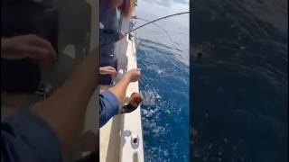 #fishingtrip #lingcod #fishing #fish #anacapa #california