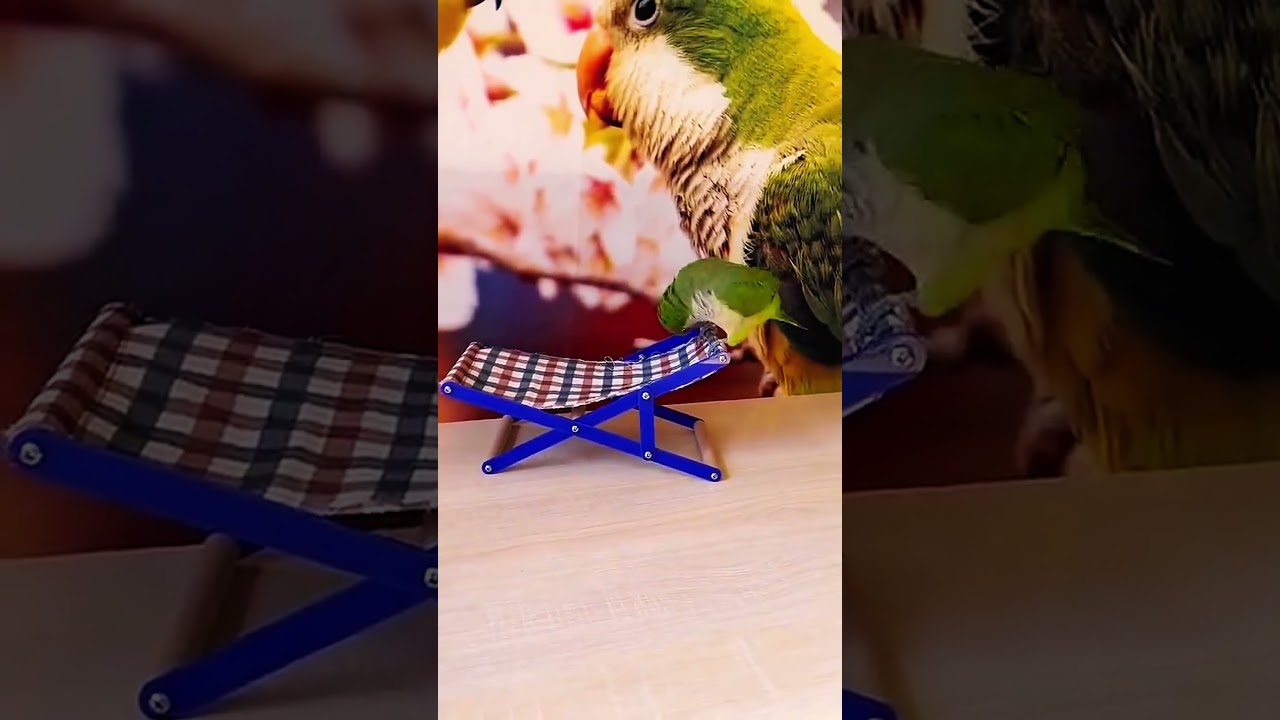 Funny Parrot's Moment's #viral #parrot #trending #nature #shorts #shortvideo