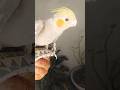 Cockatiel 🧿🥰 #birds #shortsfeed #shorts