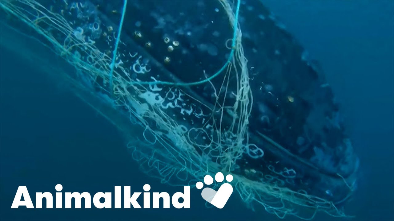 Trapped whale freed by rescuers in Australia's shark-infested waters | Animalkind 