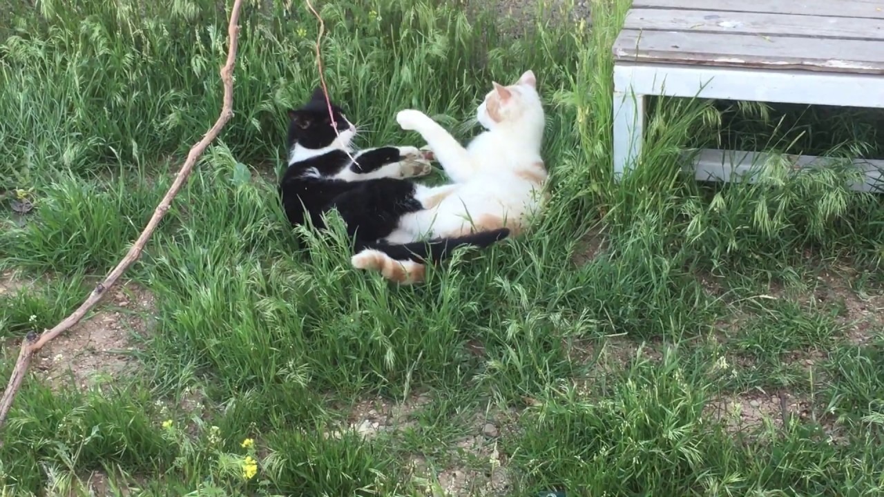 CAFER VE SARI ATIŞMASI KEDİ KAVGASI YouTube
