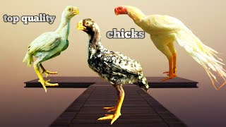 Aseel Chicken Farm Parrot Nose Long Tail Aseel Breeding Farm Top Quality Aseel Murga
