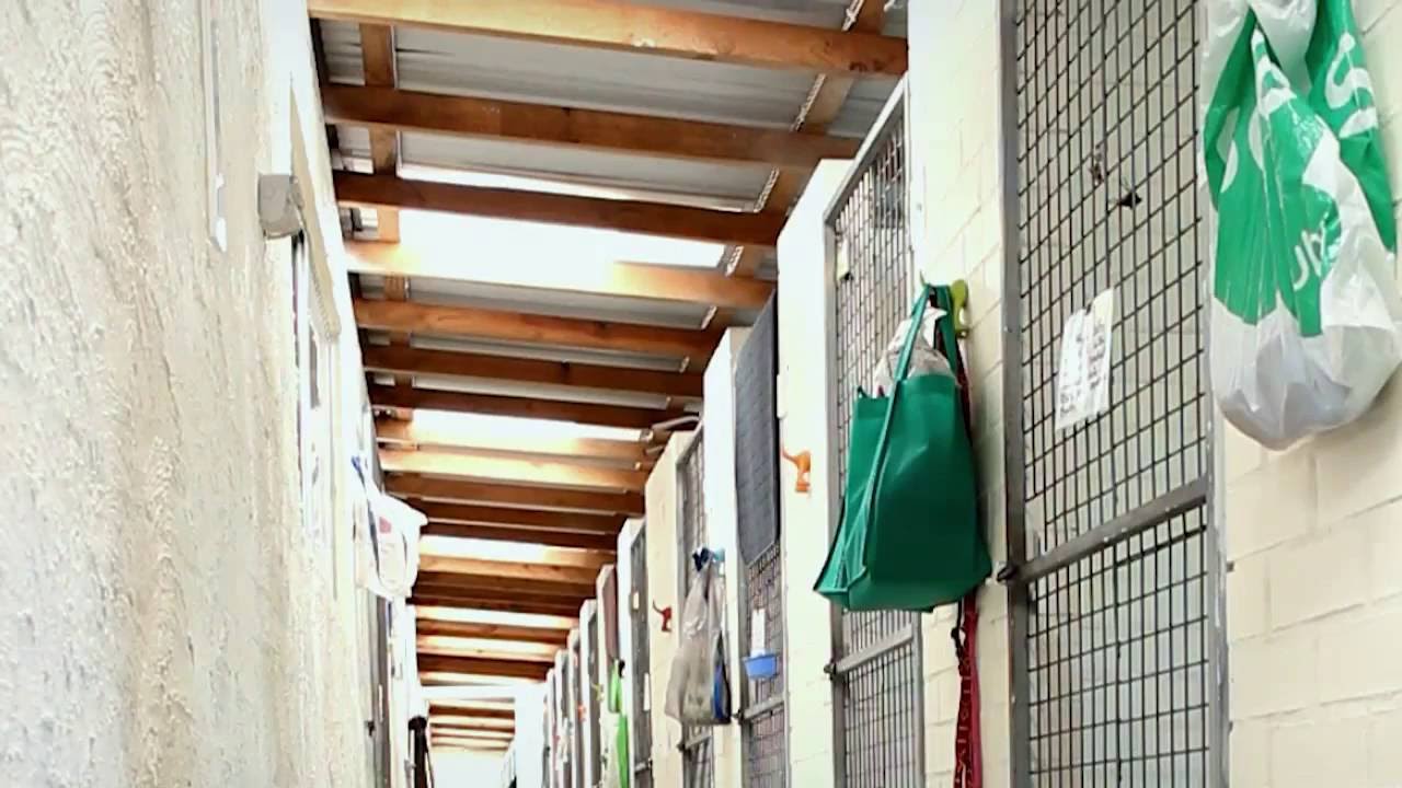 Delsasse For Dogs - boarding kennels Perth, WA