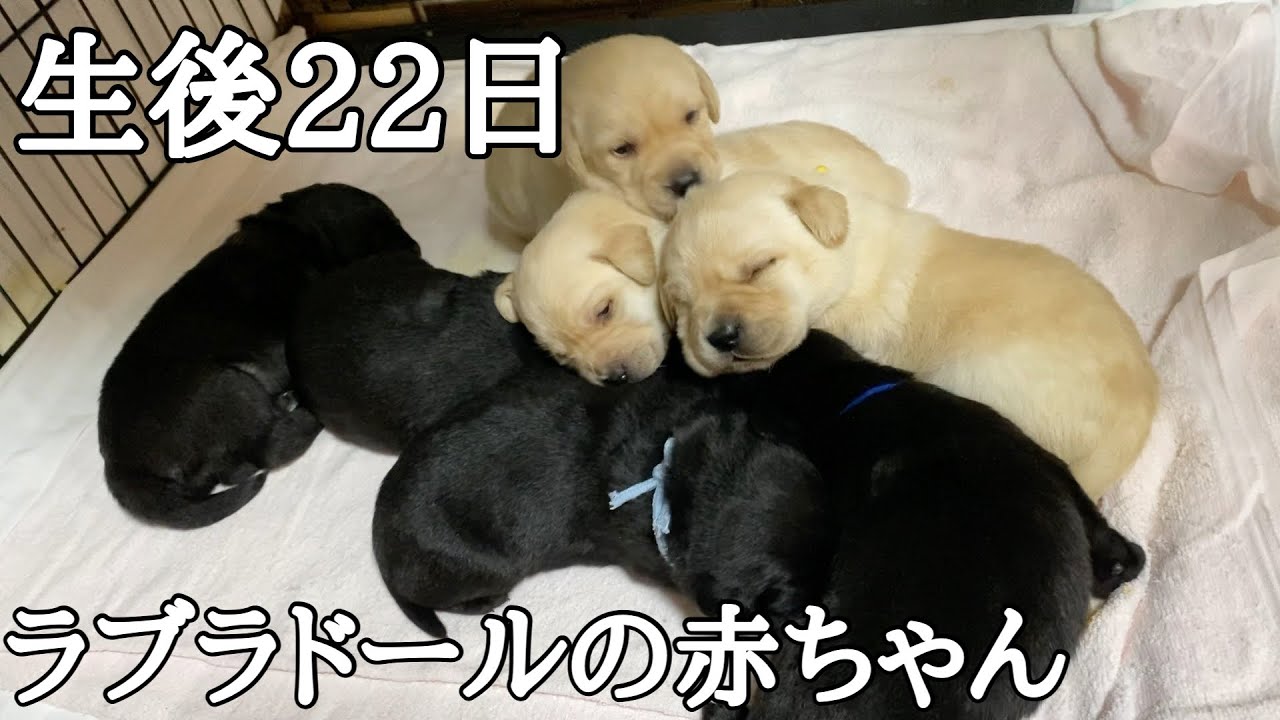 生後22日 ラブラドールの赤ちゃん Youtube
