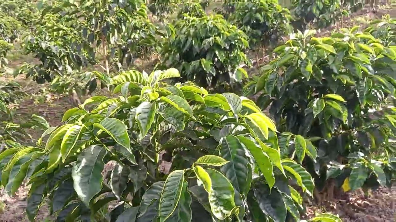 Caturra Chiroso (14 meses) Isnos-Huila,  Colombia