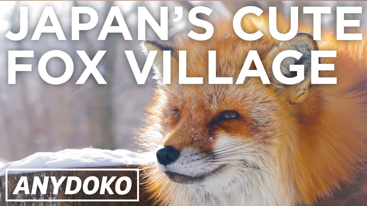 Adorable Fox Village In Japan Youtube