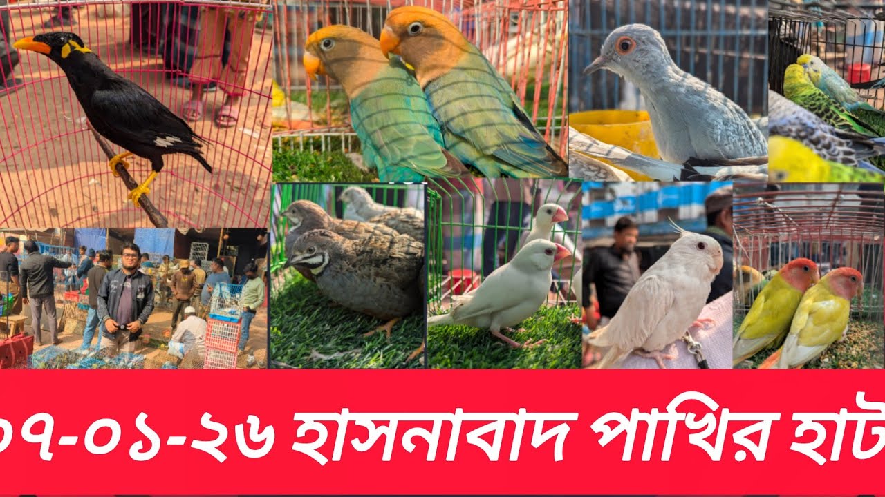 ০৭-০১-২৬.হাসনাবাদ হাট | Hasnabad pakhir hat | Village hat#hasnabad#viral#parrot#পাখি#pets#trending