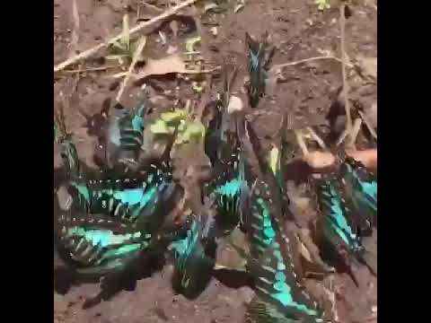 Butterflies of Uganda #swordtail - YouTube