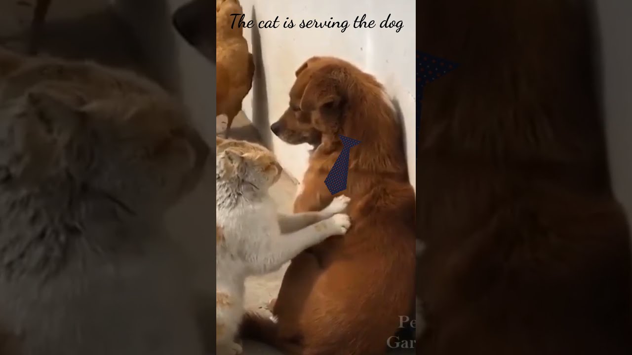 cat funny video" dog funny video" YouTube