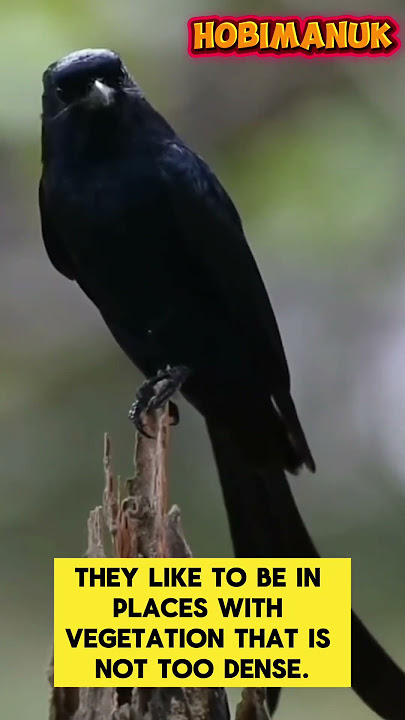 a beautiful and pretty black srigunting bird #birds #birdsounds #shortvideo #short #nature #birdsong