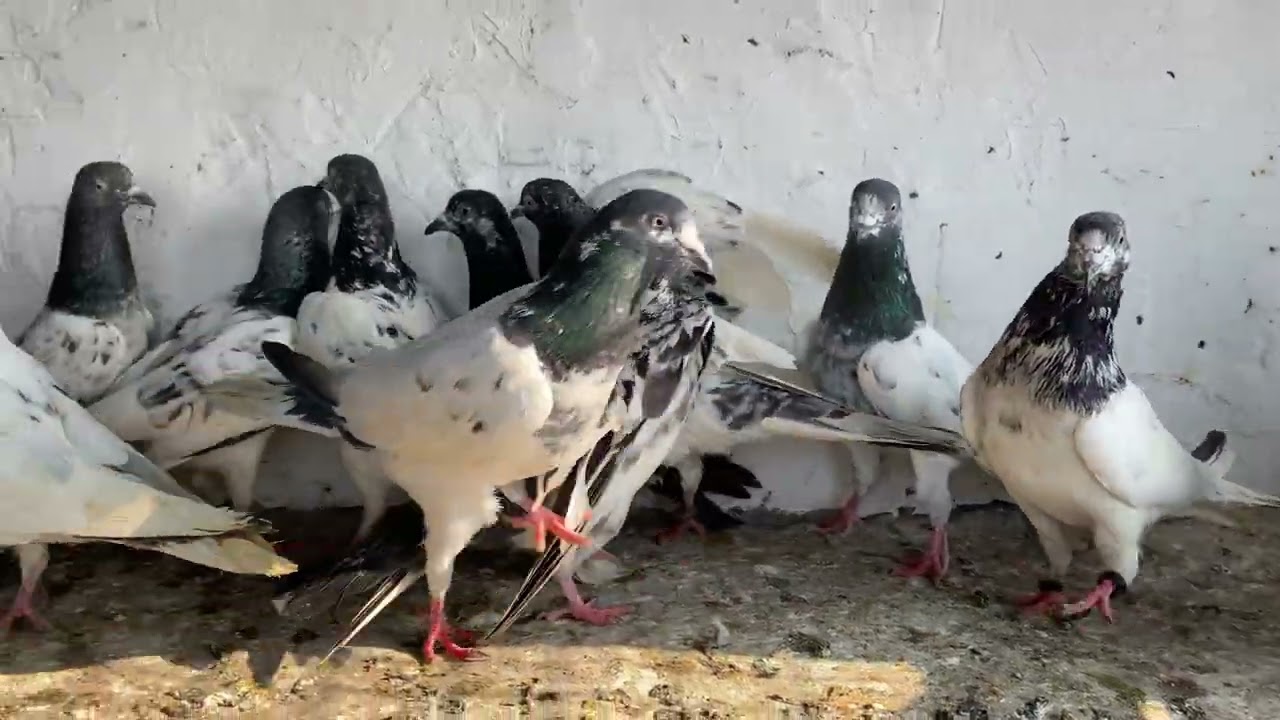 30pices Highflyer Border wale Kabutar for sale 🕊️.Delivery 🚚 all over India Available PH: 9622533082