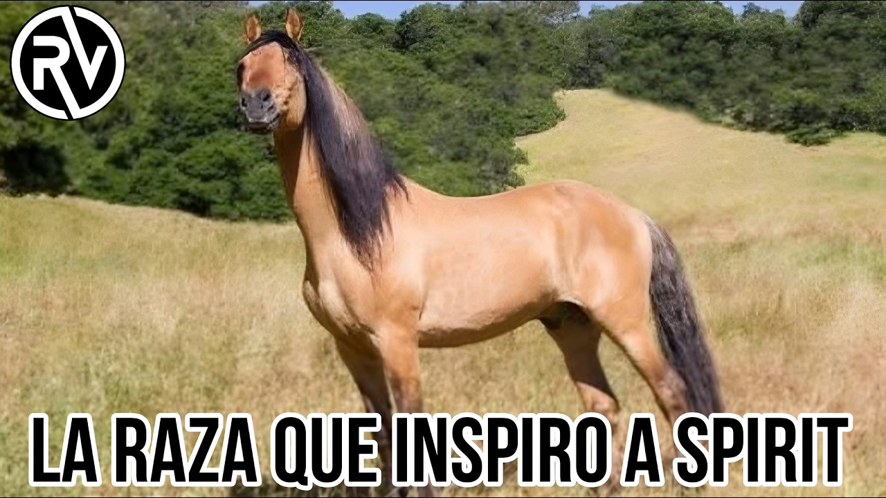 Caballo KIGER Mustang | Manada que estuvo OCULTA por años