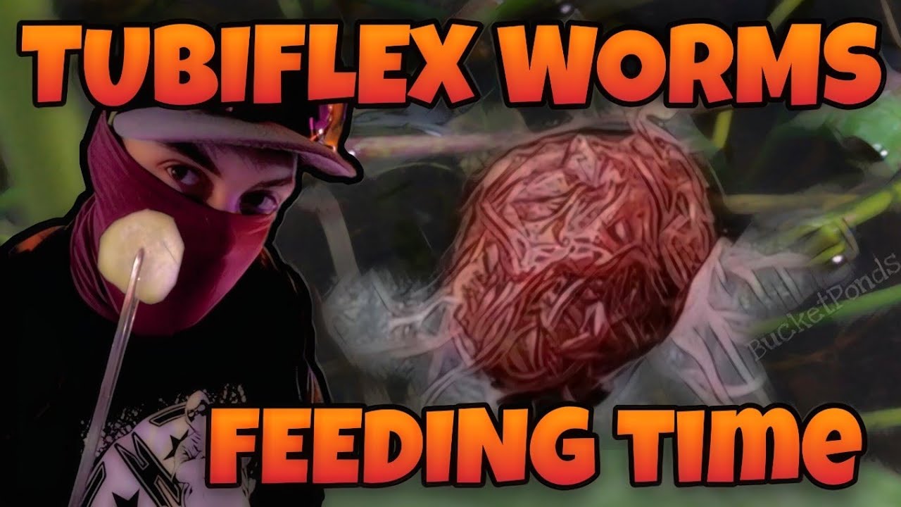 Tubiflex Worms Raising Live Cultures as DiY Fish Foods For Freshwater