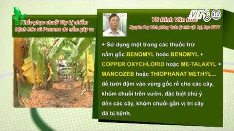 Chuối Tây bị nhiễm bệnh héo rũ Panama do nấm