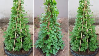 How to grow vegetable spinach quickly and lushly at home