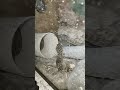 Azul my leopard gecko