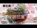 【多肉植物】お気に入りの群生株をバラします( ﾉД`)ｼｸｼｸ…・/　こんな症状があったら要注意！