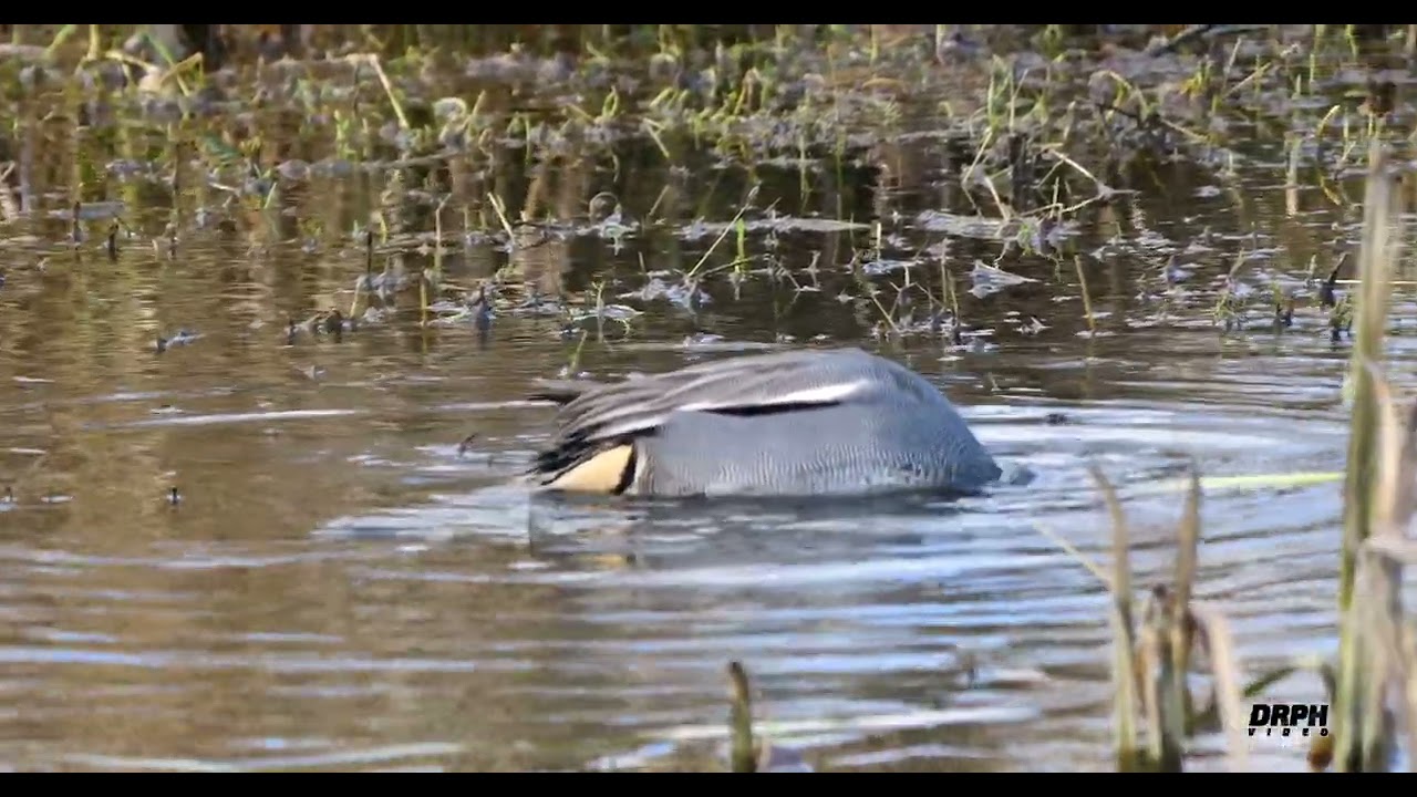 Discover Doxey Marshes | Peaceful Wetlands & Scenic Drone Views