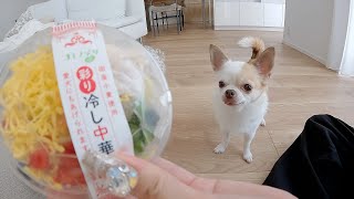 愛犬'にも'あげられる謎の冷やし中華買ってみた