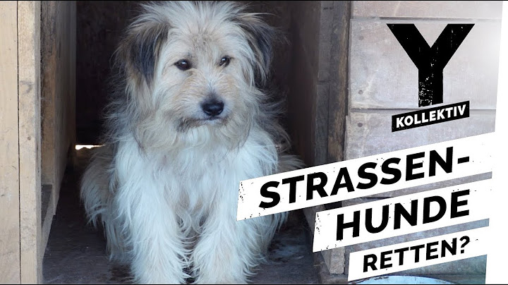 Sollte man Straßen-Hunde aus dem Ausland retten? Oder erst armen Menschen helfen?