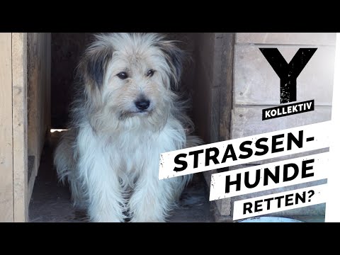 Video: Hollywood Ending in Real Life für Blinde und Taube Hunde