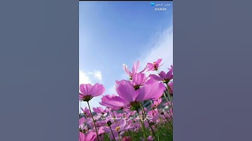 فجاءته إحداهما تمشي🌸💙 || ماتيسر من سورة القصص|| القارئ عبد الباسط عبد الصمد رحمه الله