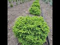 Ялина Літл Джем Picea abies Little Gem гніздовидна куляста компактна карлик діаметром і висот до 1м