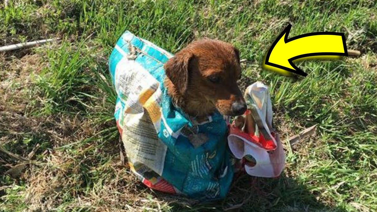 Этот щенок лает на обочине дороги и просит о помощи. Посмотрите, кто ...