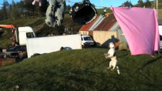 Montaz Naomi - Puppy 'Willow' jumping at the washing line trying to get her toys.m4v by John3versesixteen 513 views 11 years ago 46 seconds