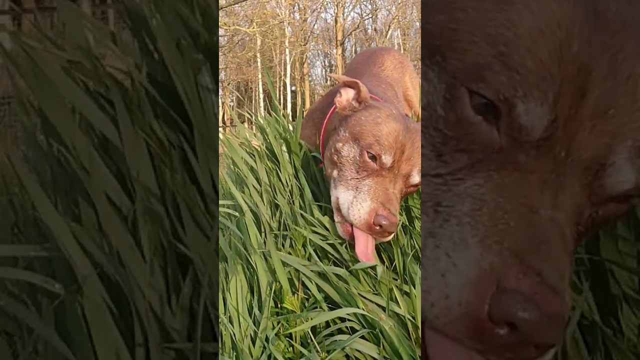 Dog enjoying life's natural medicine dog pitbull doglover shorts