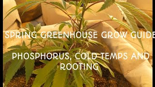 Spring Greenhouse Update. Phosphorus  and red/purple stems. Growing Guide