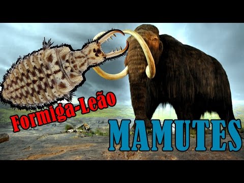 Vídeo: Mamute lanoso: descrição, comportamento, distribuição e extinção