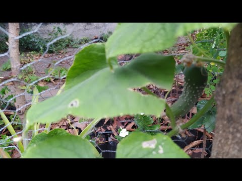 qué hacer si los embriones de pepino se vuelven amarillos en el invernadero