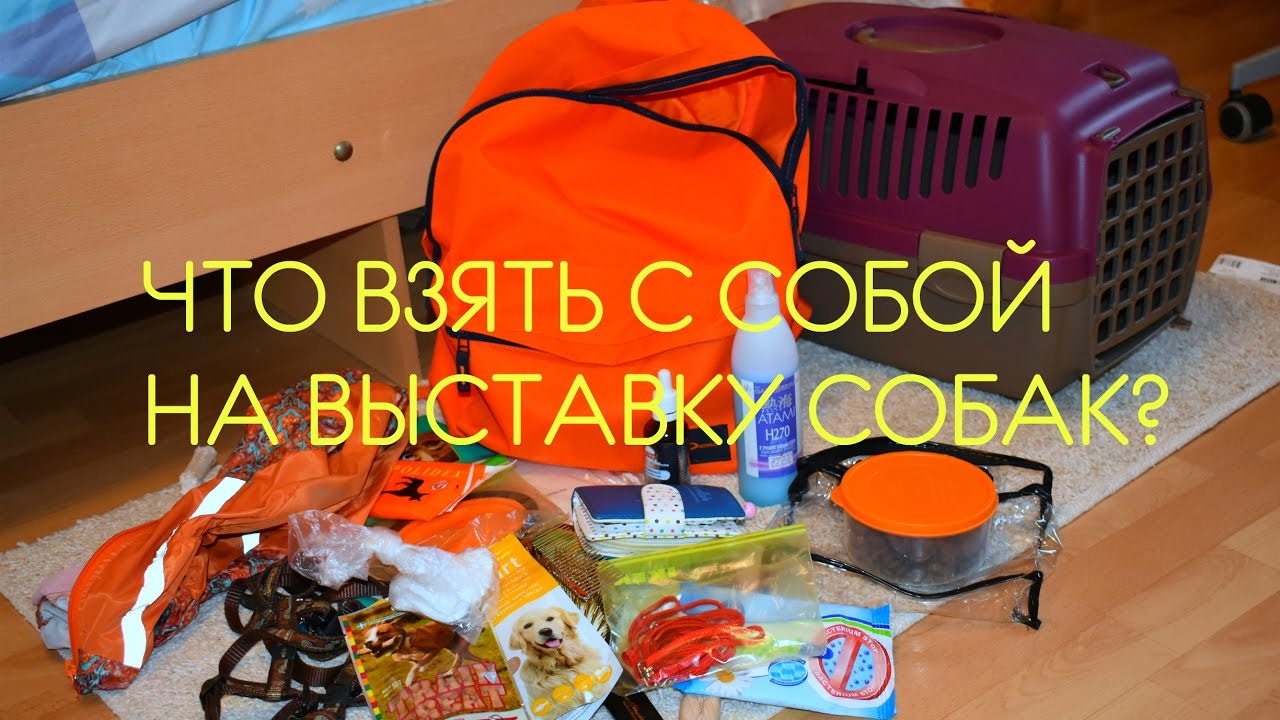 ЧТО Я БЕРУ НА ВЫСТАВКУ СОБАК