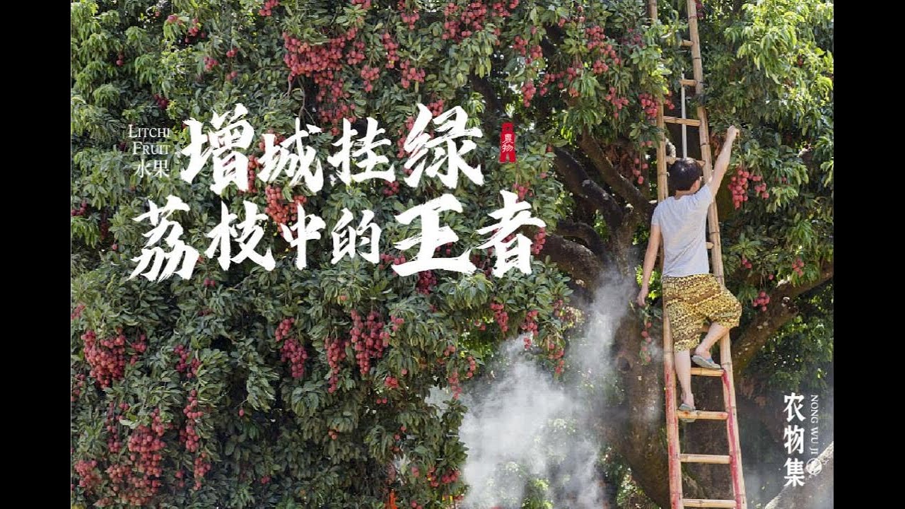 广东荔枝增城挂绿,曾是皇家贡品,乾隆一次也只能吃一颗! - YouTube