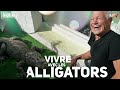 Vivre avec les alligators et plus encore avec philippe gillet