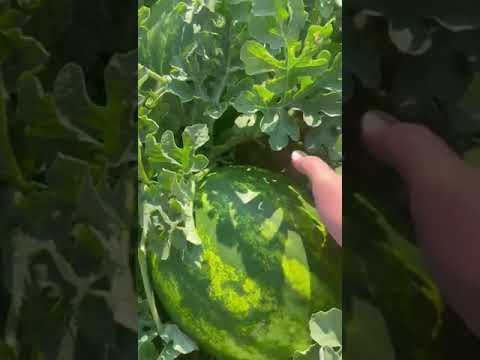 Быковские Арбузы сорт