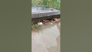 Remove Trash Clogged Drain #remove #cloggeddrain #culvert #trash #shorts #satisfying