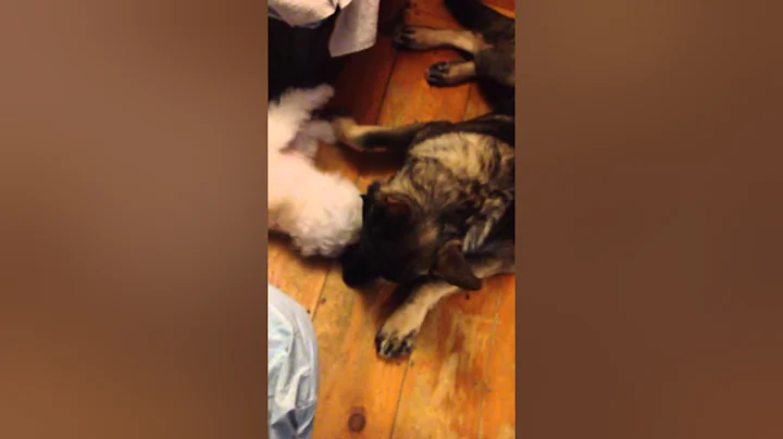 the adventures of bruce and apollo