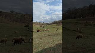 Yaylada Kuzular Koyunlar 🌿🌸.