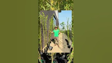 Trúc Quân Tử #caytrucquantu #trucquantu #trúc_quân_tử #cây_trúc_quân_tử #cayxanhphonghong