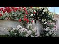 Пора обрезать плетистые розы! Расскажу как.