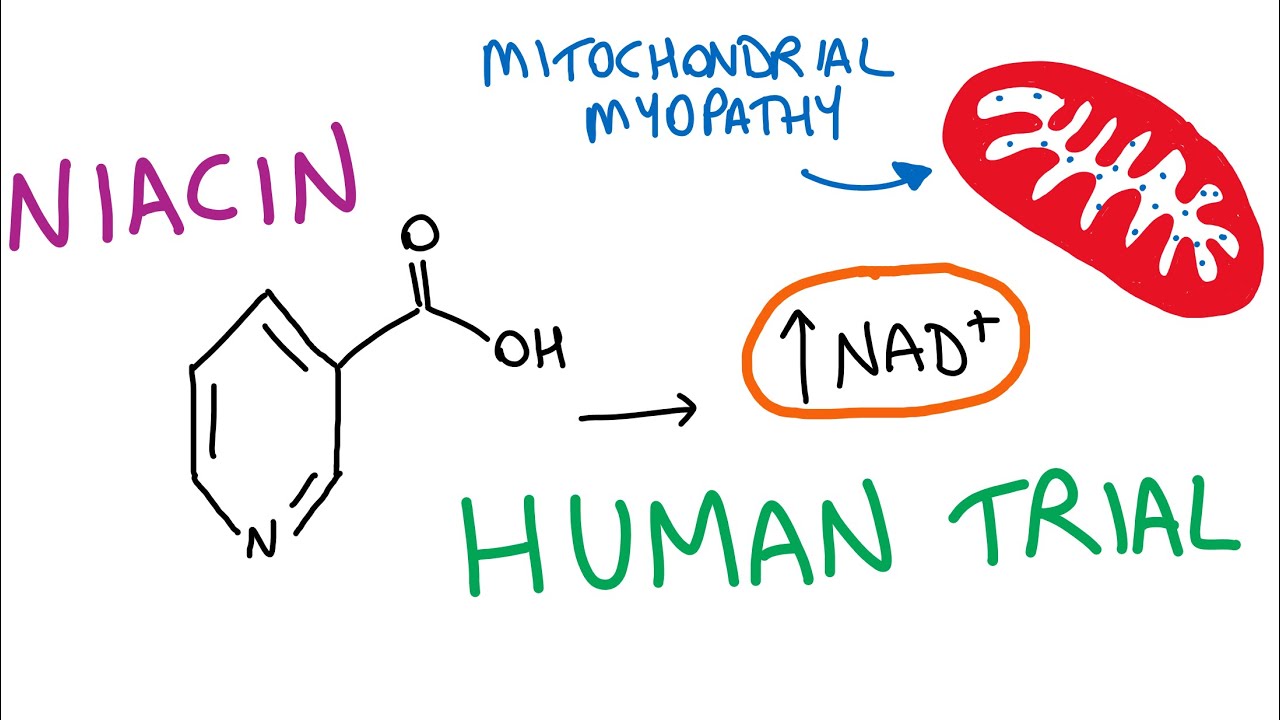 Niacin supplementation human clinical trial; mitochondrial myopathy & healthy controls