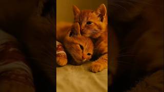 Dia Masih Kecil… Tapi Sudah Harus Berjuang Sendiri” #aiandcats #anak #kucingsedih #duet #funny
