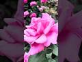 Stunning Roses in Full Bloom🌹| Kyoto Botanical Garden Beauty! #Kyoto #BotanicalGarden #RosesInBloom