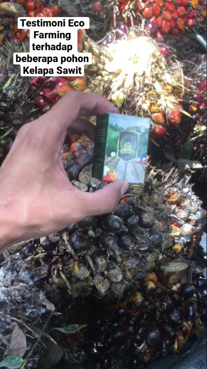 Testimoni Eco Farming terhadap beberapa pohon Kelapa Sawit #ecofarming #kelapasawit