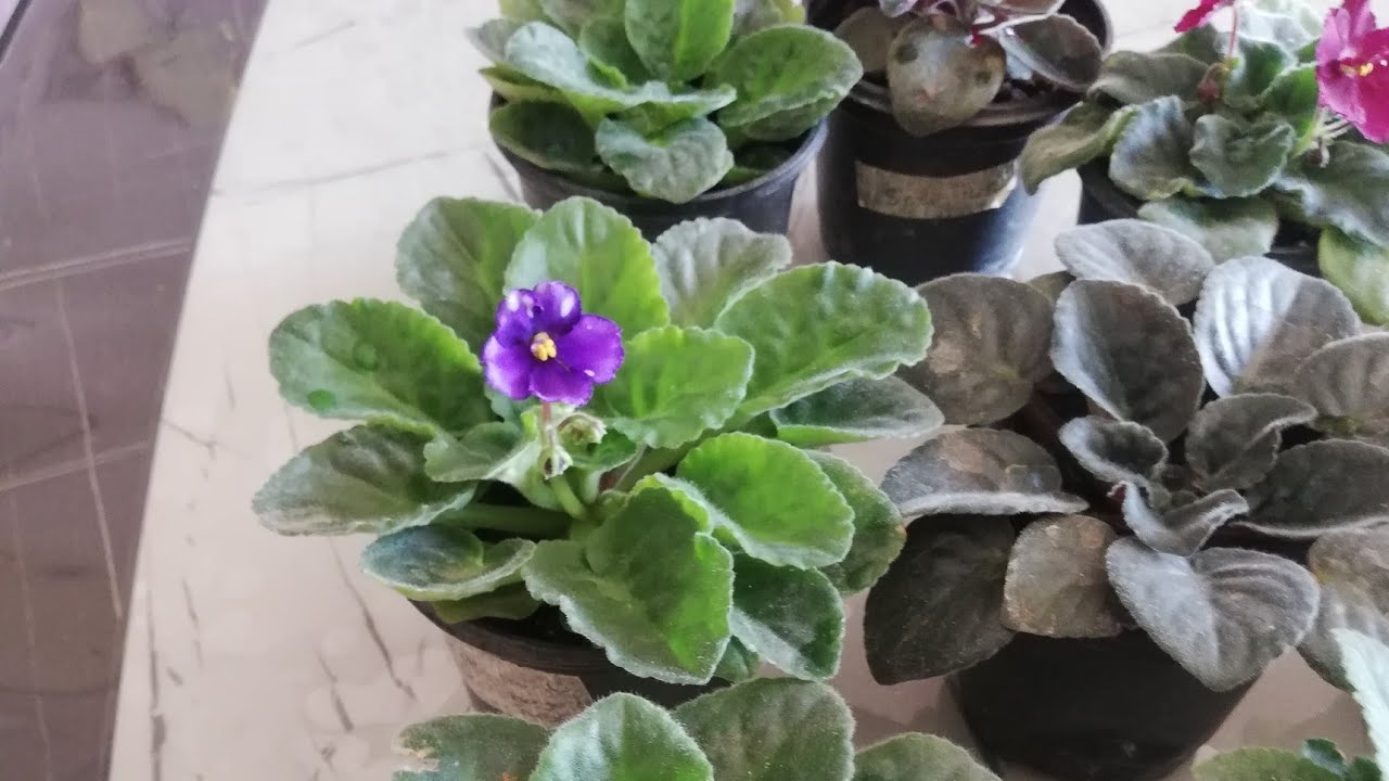 🌸🌹Hibrit ve aşılanmış menekşelerim nasıl oldu🎉Menekşe fidelerime ne oldu🌹