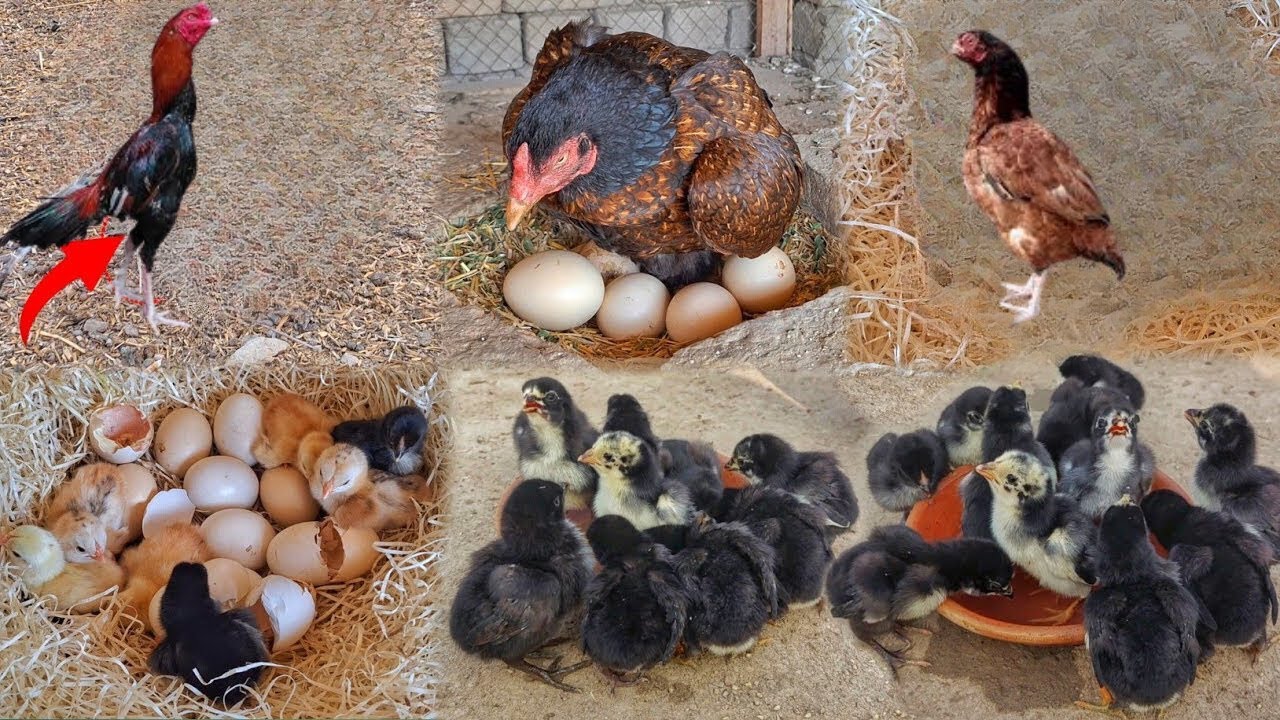 You Won't Believe How Easy Rooster Breeding Can Be! Expert Tips Inside